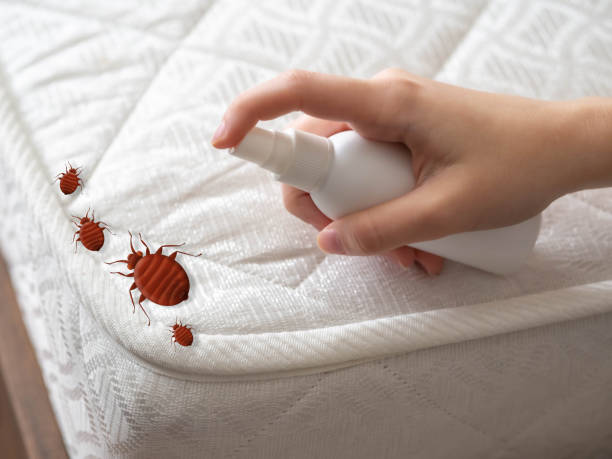 Best Spider Control Near Me  in Bells, TN