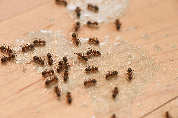 Pest Prevention Services in Bells, TN
