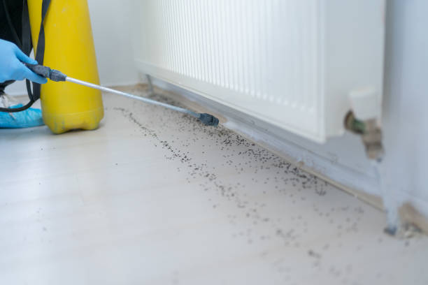 Best Affordable Pest Control Services  in Bells, TN