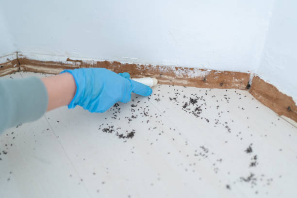 Best Pest Control for Businesses  in Bells, TN